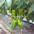 P31 Lvwen frühe Reife große Größe Hybrid grüne Paprika Samen
